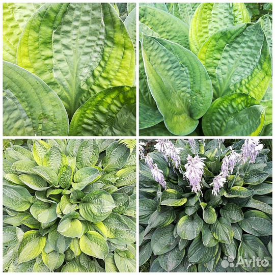 Хоста (кустики)