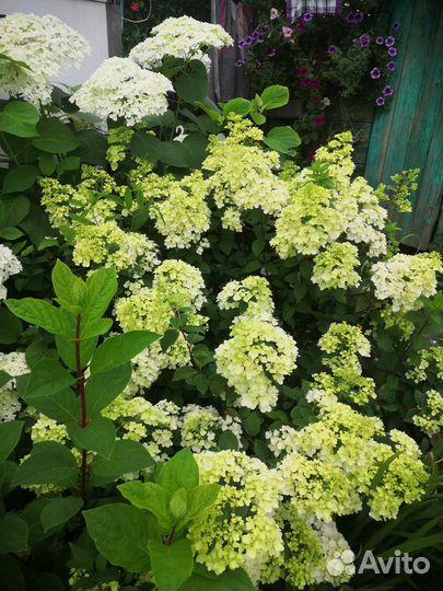 Гортензия метельчатая Санди Фрайз