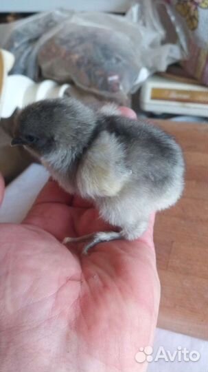 Цыплята разных пород подрощенные