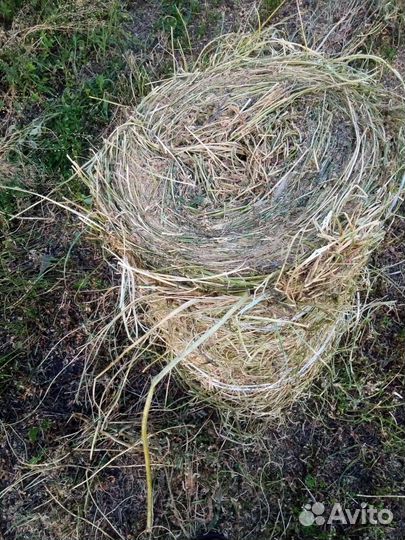 Продам сено в маленьких рулонах