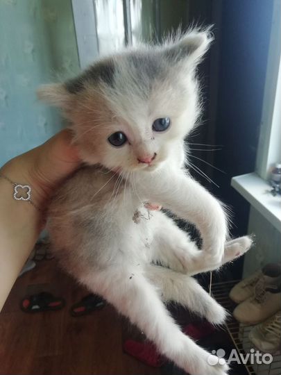Отдаём в тёплые руки