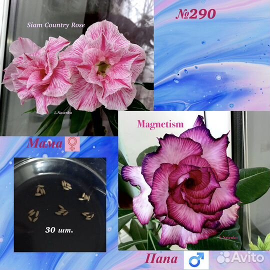 Адениум (Роза пустыни) свежие семена