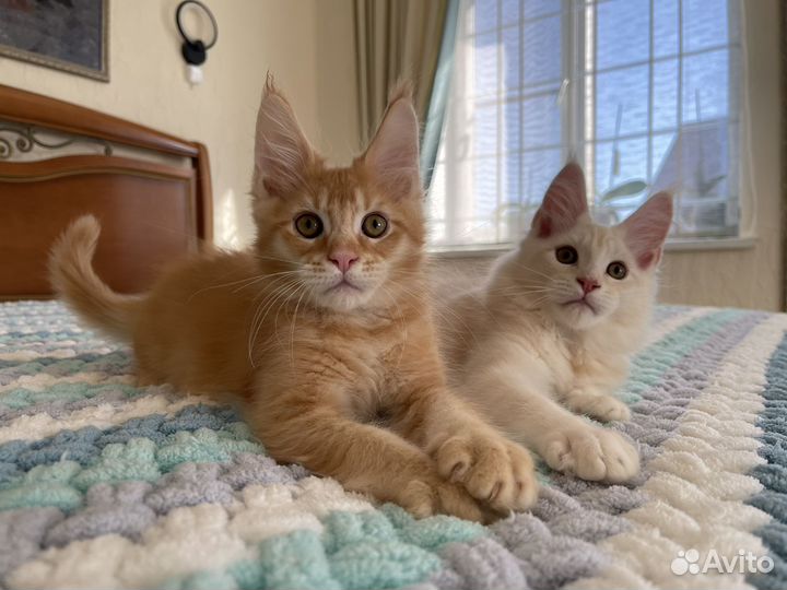 Осенние котики