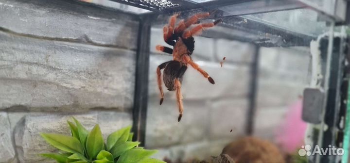 Паук птицеед