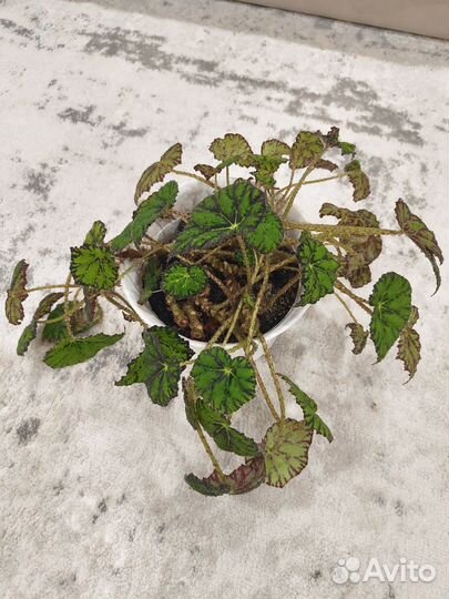 Бегония тигровая