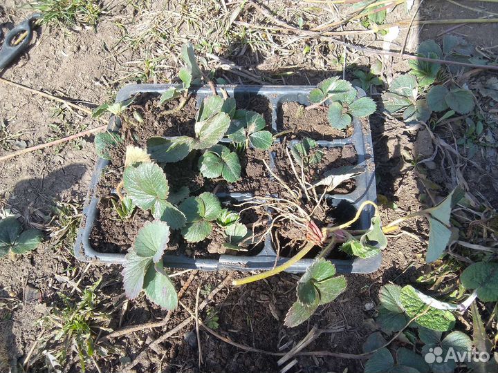 Саженцы клубники