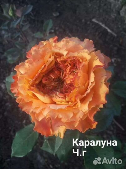 Саженцы роз
