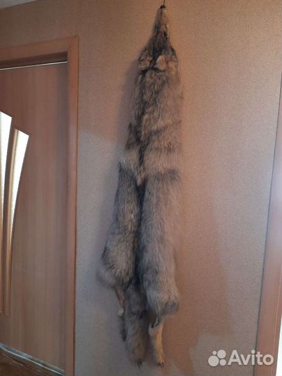 Шкура волка