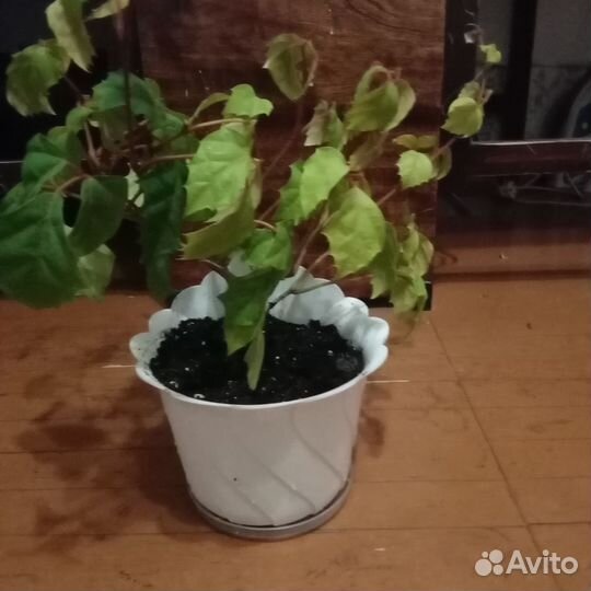 Комнатное растение бесплатно