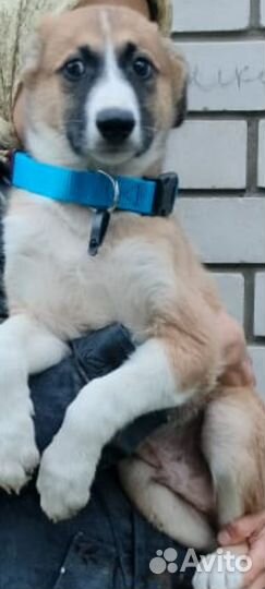 Щенок мальчик