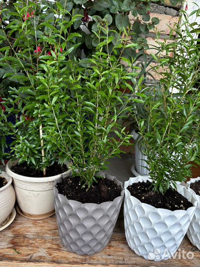 Декоративный гранат