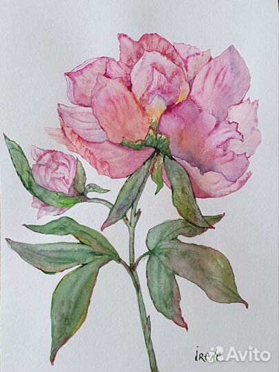 Цветы пионы