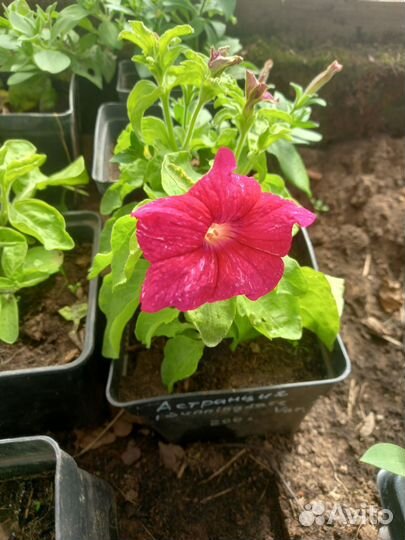 Петуния ампельная и кустовая