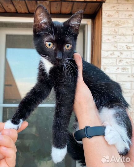 Смышлёный котик в добрые руки