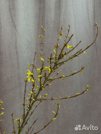 Форзиция метр длина премиум веточки