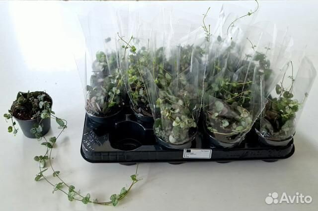 Церопегия води супер 8 15