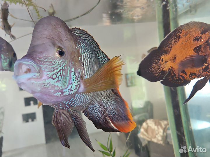 Акара бирюзовая