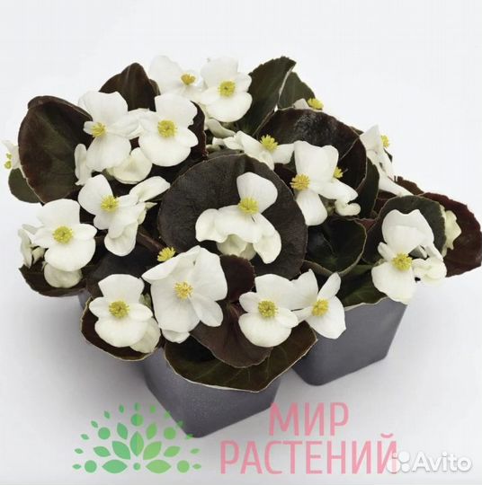 Однолетние растения - саженцы