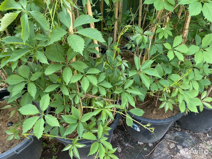 Взрослый Девичий виноград 3 метра+ в горшках 40 л