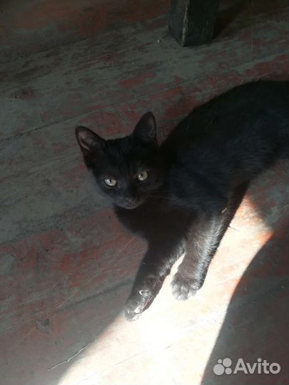 Кошка в дар бесплатно