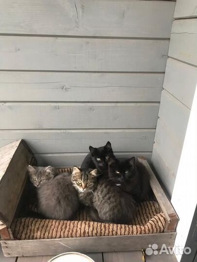 Котята в добрые руки