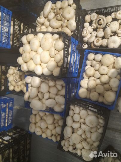 Грибы шампиньоны от 65рублей за кг