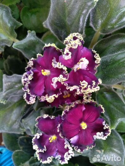 Сортовые фиалки листики,детки