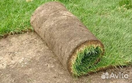 Газон рулонный гарантия