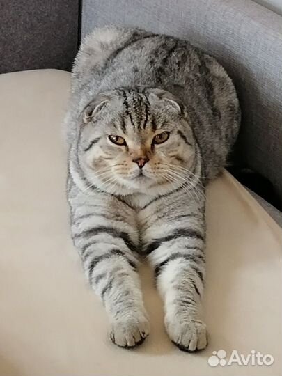 Вязка кот вислоухий