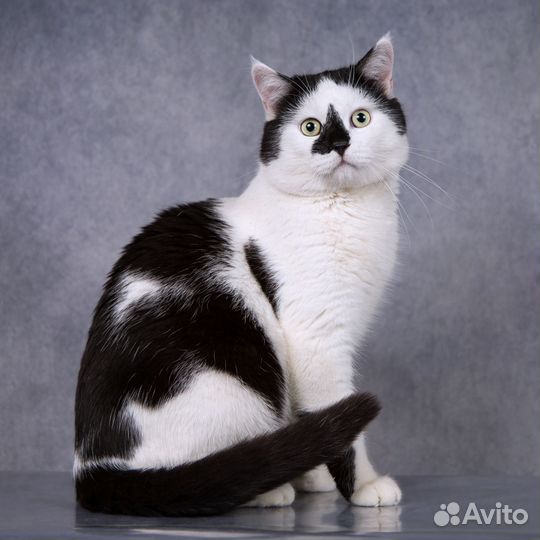 Котик Лаки-черноносик