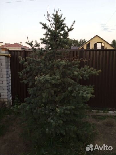 Ель голубая