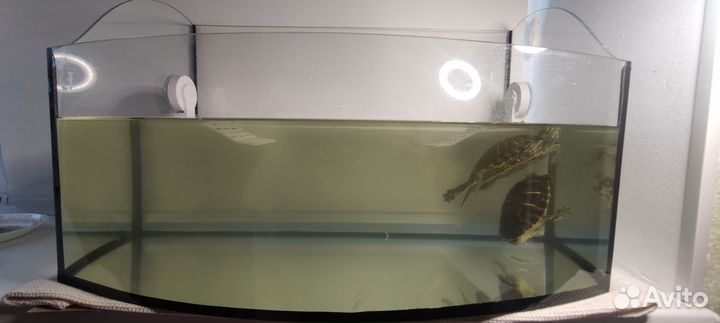 Красноухая черепаха с аквариумом