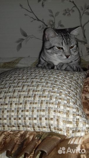 Шотландский кот для вязки