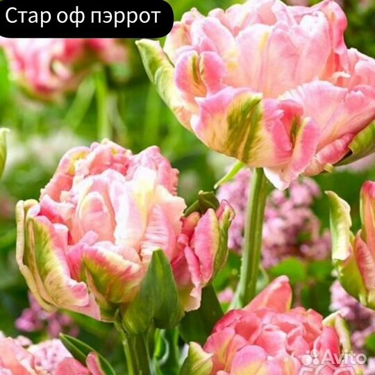 Тюльпан Стар оф пэррот (3 шт)