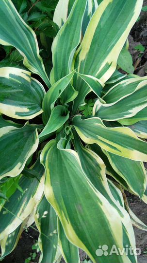 Хоста, лабазник варегатный