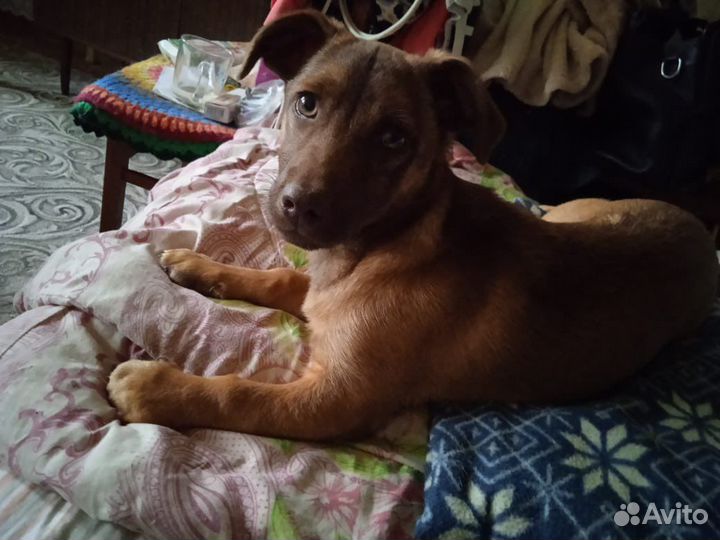 Щенок в добрые руки