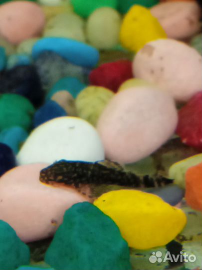 Аквариумные рыбки