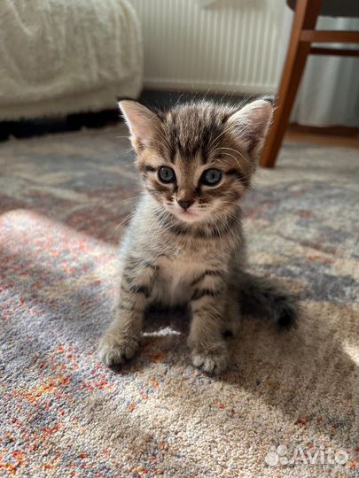 Вислоухая кошка
