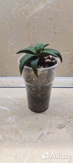 Хавортия Коельманиорум (Haworthia Koelmaniorum)