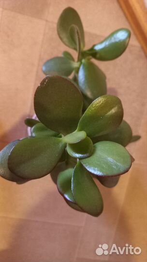 Денежное дерево