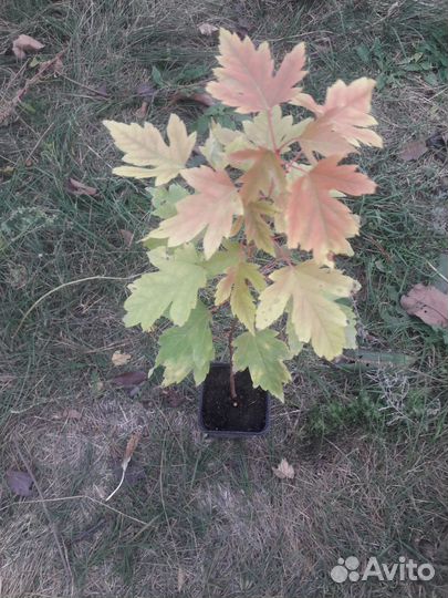 Клён серебристый (сахаристый)