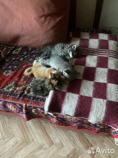 Потомстенные дворяне в добрые руки