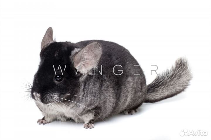 Прекрасные шиншиллы из питомник редкого окраса