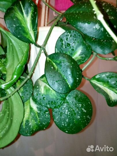 Хойя Дженифер, Лиза, Обовата и др