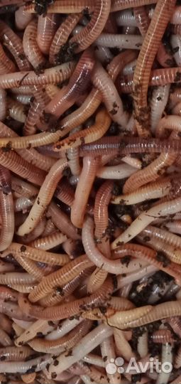 Червь дендробена