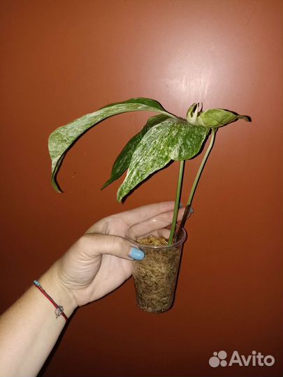 Эпипремнумы, амидриумы