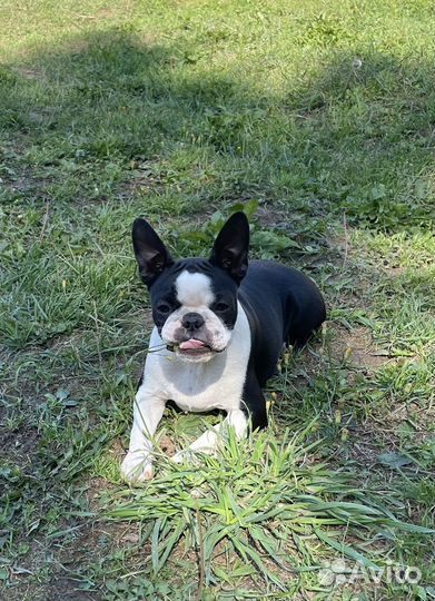 Щенки Бостон терьер