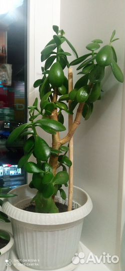 Хлорофитум