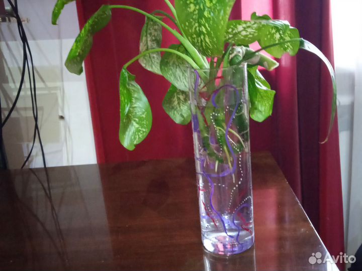 Драцена голдиеана