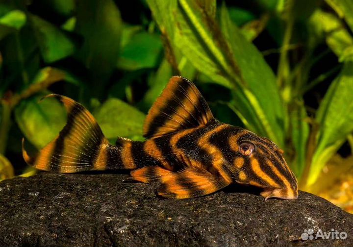 Сом 181 и 397.Фронтозы